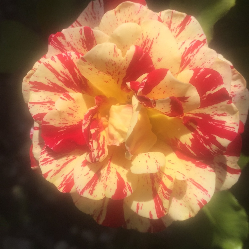 Meet your Posher, Vetania